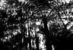 Arbre dans la foret de Otway