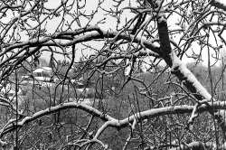Branches enneigées