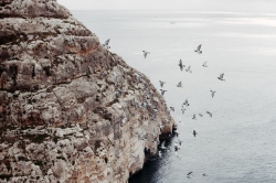 Oiseaux à la Grotte Bleue