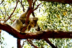 Koala dans un arbre