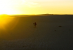 Seuls dans les dunes