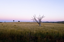 Arbre mort dans le bush