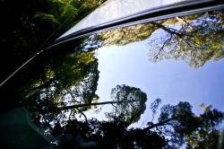 Reflet d'arbres