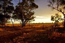 Coucher de soleil dans le Bush