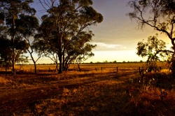 Coucher de soleil dans le Bush