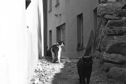 Chats de Yves Gangloff - Vendanges Graphiques 2014